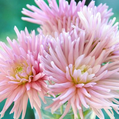 Dahlialökar - Set Om 5 - Dahlia 'Cactus Mix' - Blomlökar - Flerfärgad