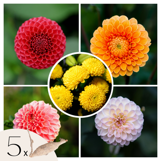 Florastore Dahlialökar - Set Om 5 - Dahlia 'Pompon Mix' - Blomlökar - Flerfärgad
