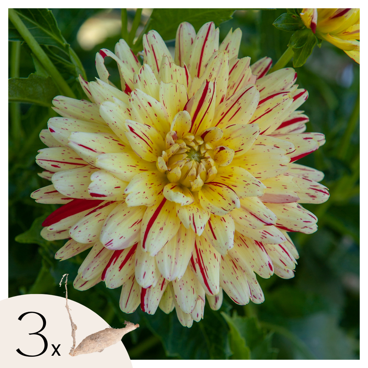 Dahlialökar - Set Om 3 - Dahlia 'Cambridge' - Blomlökar - Flerfärgad