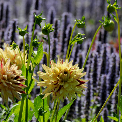 Dahlialökar - Set Om 3 - Dahlia 'Cambridge' - Blomlökar - Flerfärgad