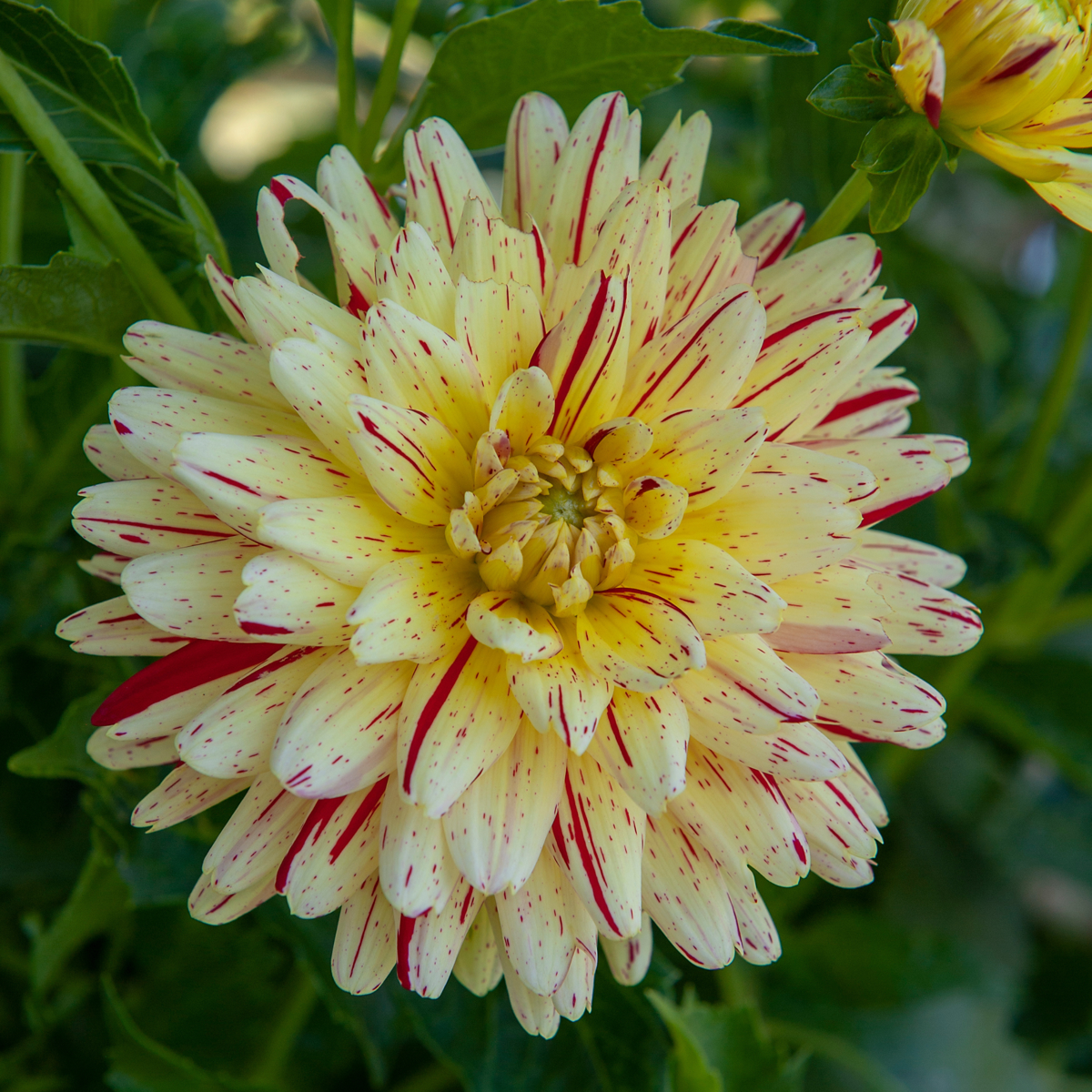 Dahlialökar - Set Om 3 - Dahlia 'Cambridge' - Blomlökar - Flerfärgad