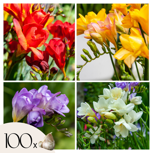 Florastore Fresia - Set Om 100 - Freesia Mix - Blomlökar - Flerfärgad