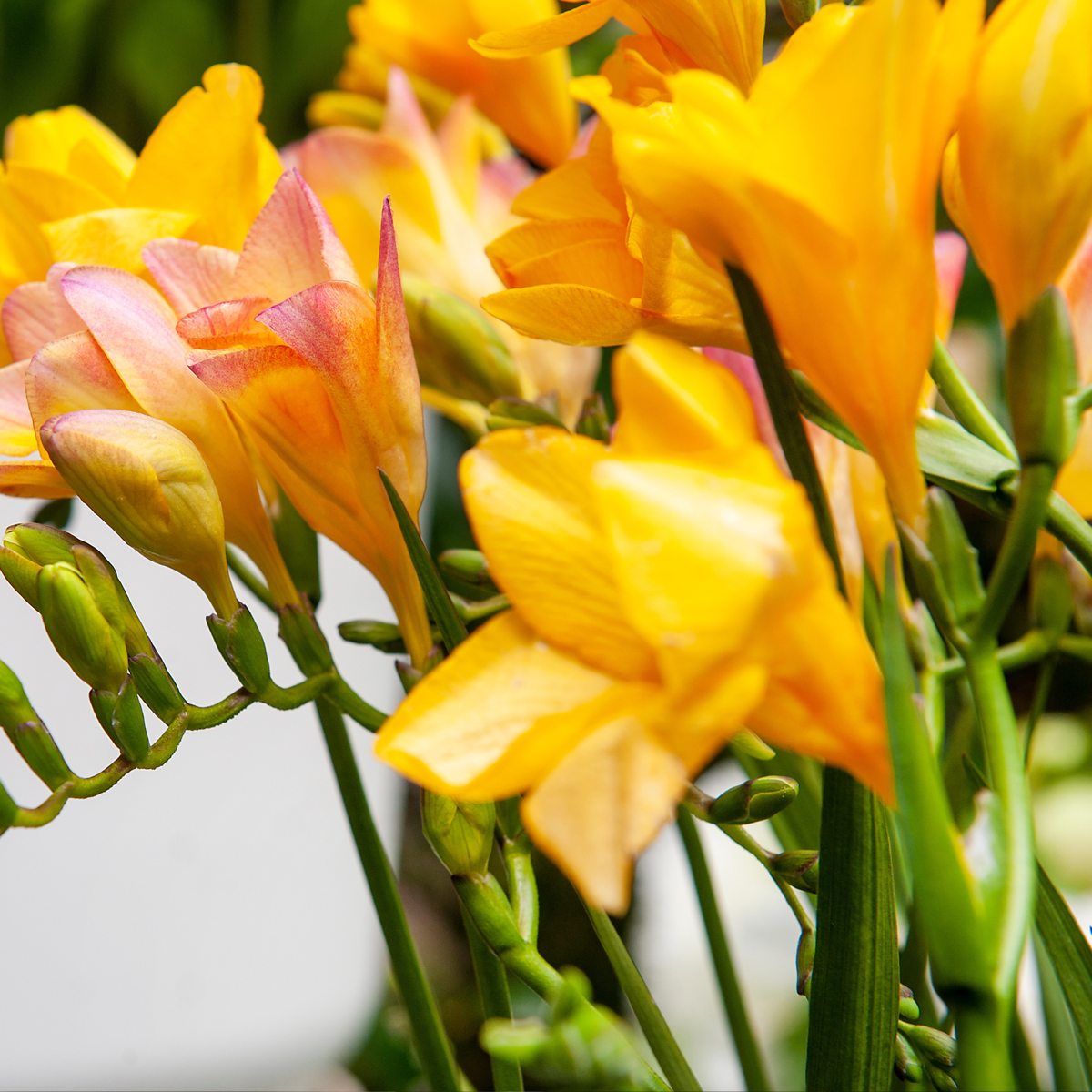 Other Types Of Flower Bulbs Fresia - Set Om 100 - Freesia Mix - Blomlökar - Flerfärgad