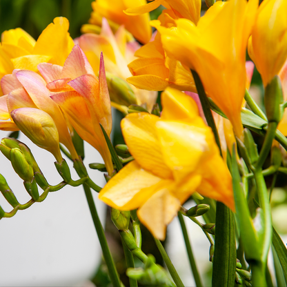 Other Types Of Flower Bulbs Fresia - Set Om 100 - Freesia Mix - Blomlökar - Flerfärgad