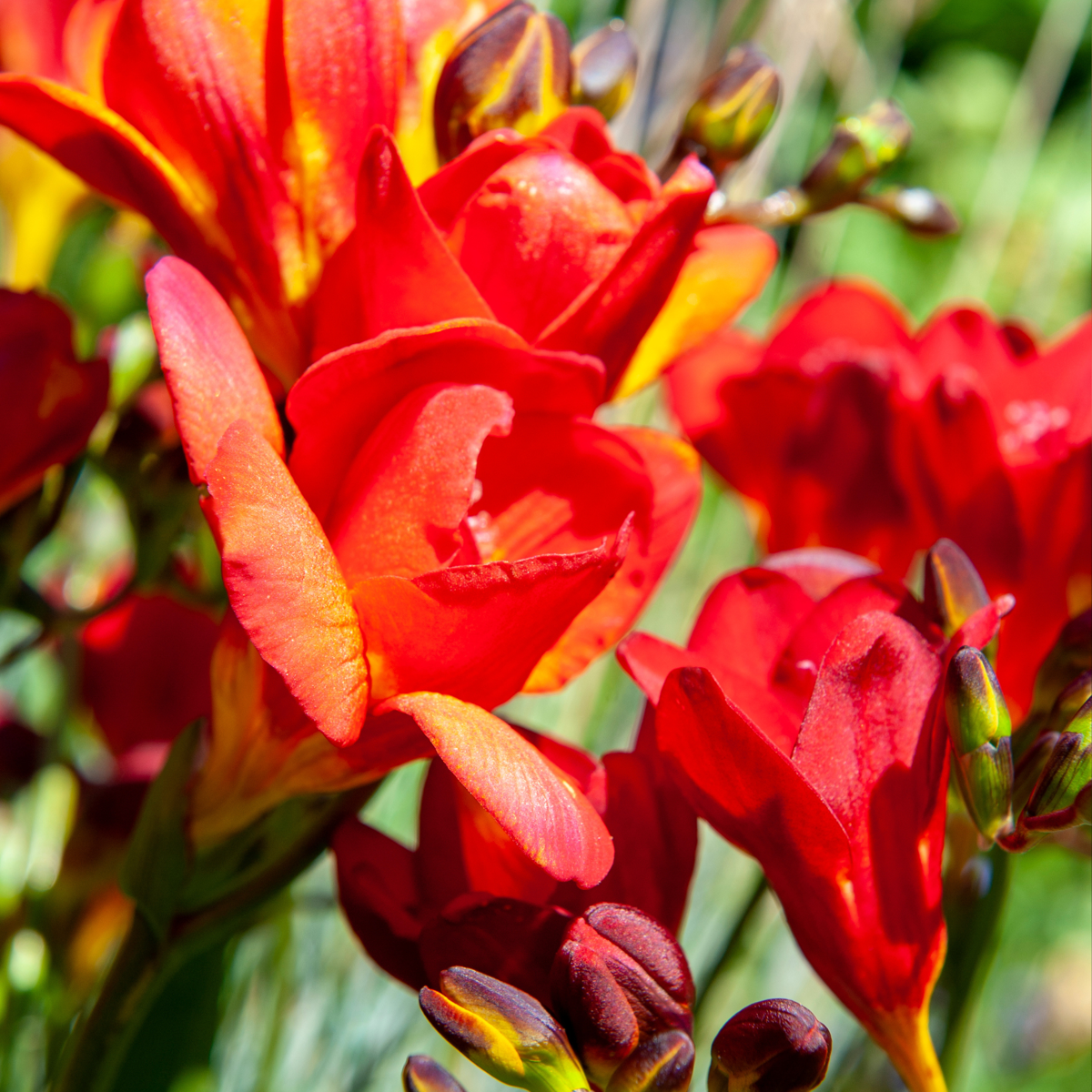 Other Types Of Flower Bulbs Fresia - Set Om 100 - Freesia Mix - Blomlökar - Flerfärgad