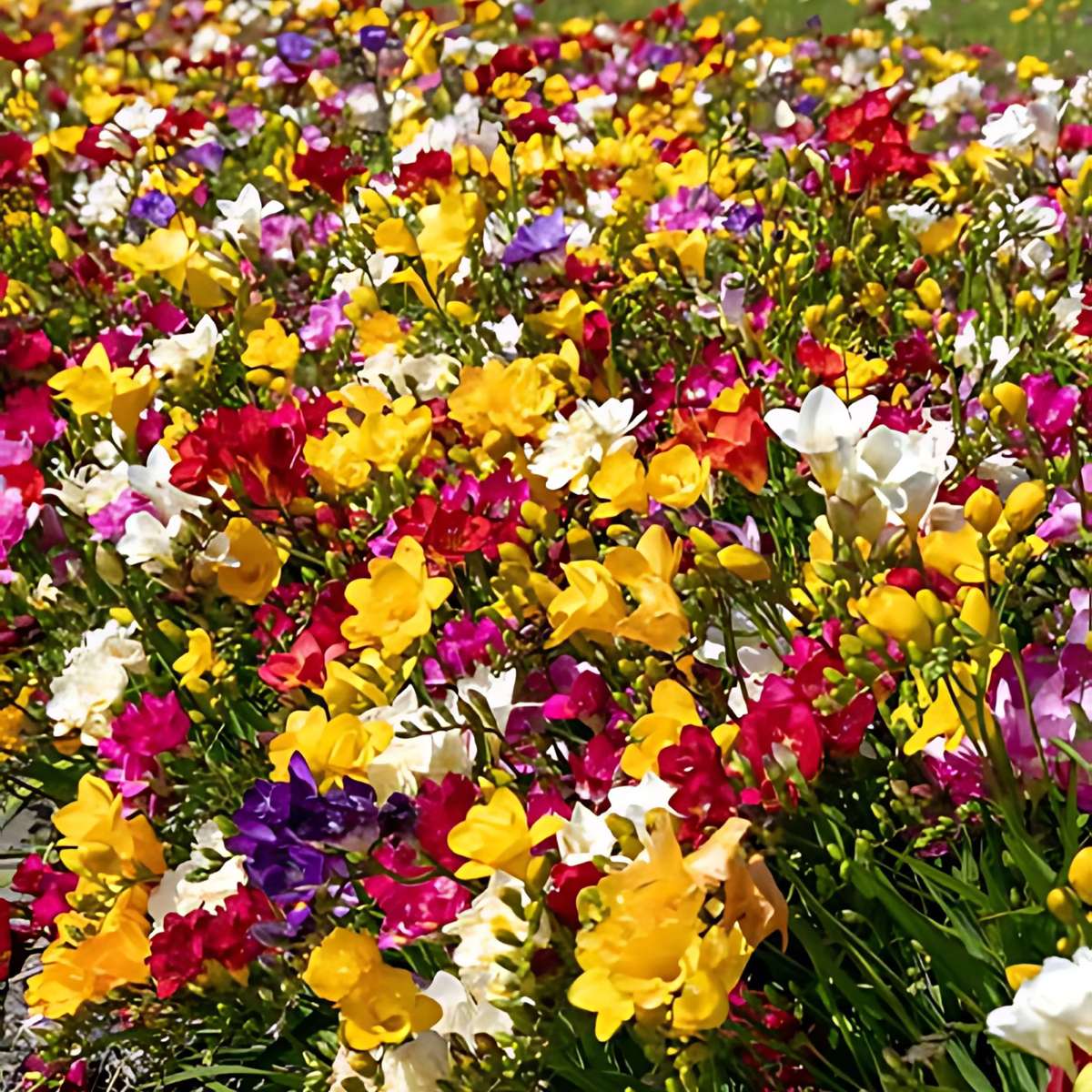 Other Types Of Flower Bulbs Fresia - Set Om 100 - Freesia Mix - Blomlökar - Flerfärgad