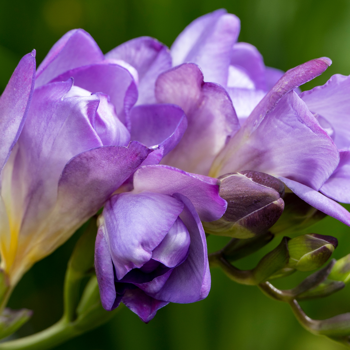 Other Types Of Flower Bulbs Fresia - Set Om 100 - Freesia Mix - Blomlökar - Flerfärgad