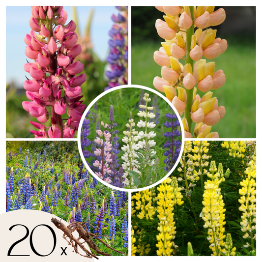 Florastore Lupin - Set Om 20 - Lupinus - Rhizomer - Flerfärgad