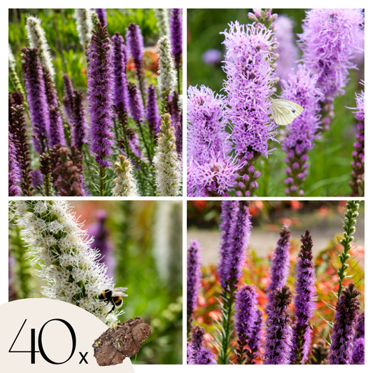 Florastore Fackelblomma - Set Om 40 - Liatris - Rhizomer - Purpur