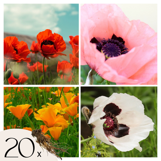 Florastore Jättevallmo - Set Om 20 - Papaver Orientale - Rhizomer - Flerfärgad