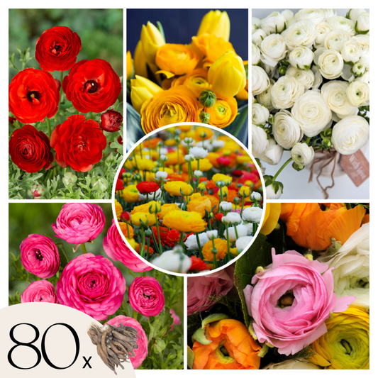 Florastore Perse Smörblomma Vj Mix - Set Om 80 - Ranunculus - Blomlökar - Flerfärgad