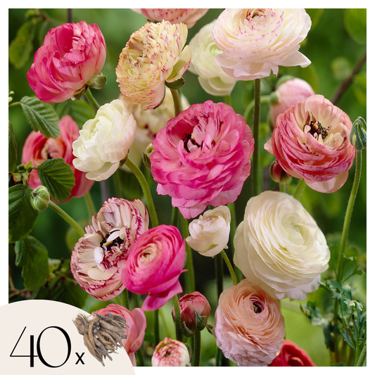 Florastore Perse Smörblomma Pastel - Set Om 40 - Ranunculus - Blomlökar - Flerfärgad