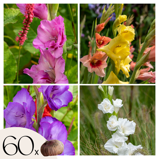 Florastore Gladioluslökar - Set Om 60 - Gladiolus Mix - Blomlökar - Flerfärgad