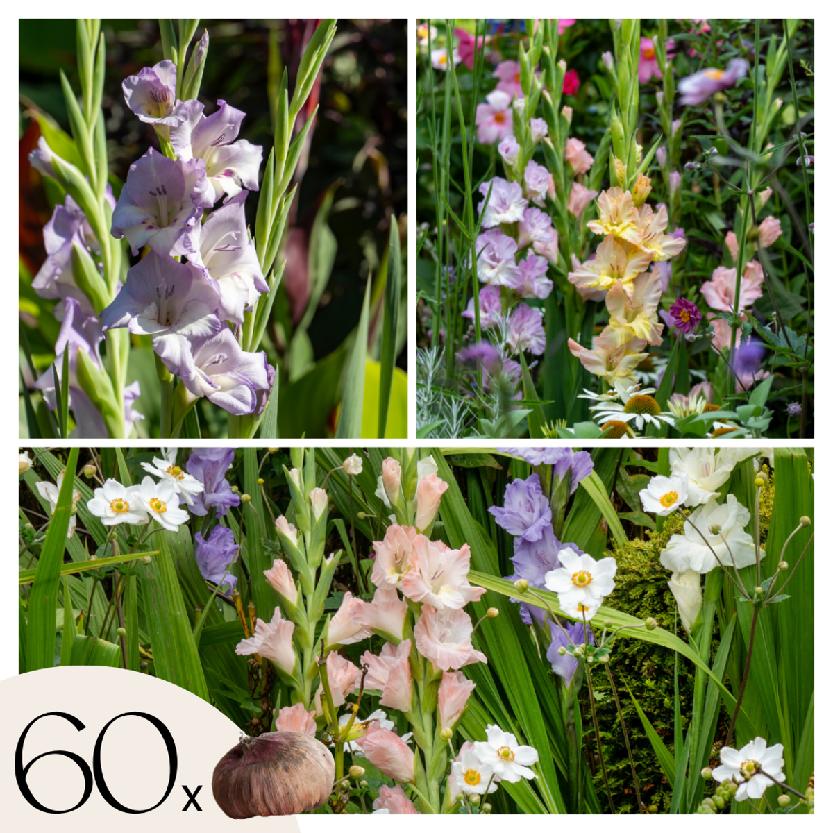 Florastore Gladioluslökar - Set Om 60 - Gladiolus Pastel Mix - Blomlökar - Flerfärgad