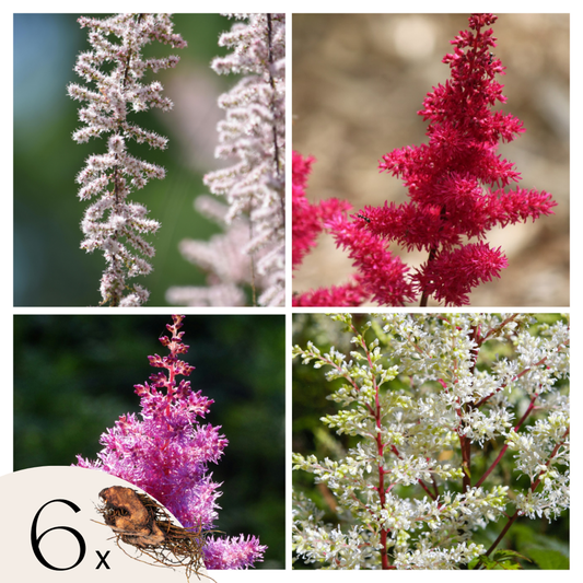 Florastore Fjäderspirea - Set Om 6 - Astilbe - Rhizomer - Flerfärgad