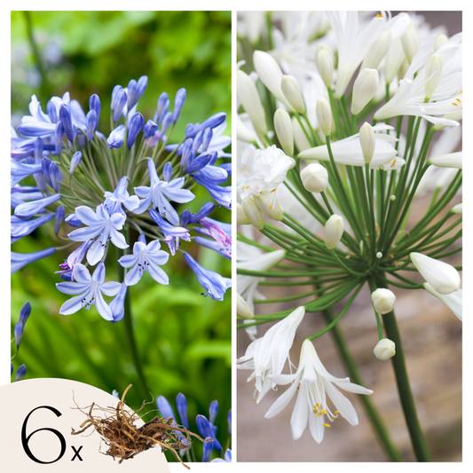 Florastore Afrikansk Lilja - Set Om 6 - Agapanthus 'Africanus', 'Orientalis' - Rhizomer