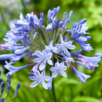 Other Types Of Flower Bulbs Afrikansk Lilja - Set Om 6 - Agapanthus 'Africanus', 'Orientalis' - Rhizomer