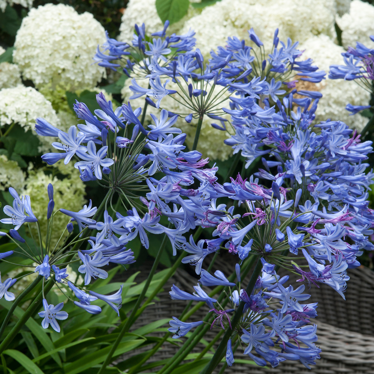 Other Types Of Flower Bulbs Afrikansk Lilja - Set Om 6 - Agapanthus 'Africanus', 'Orientalis' - Rhizomer