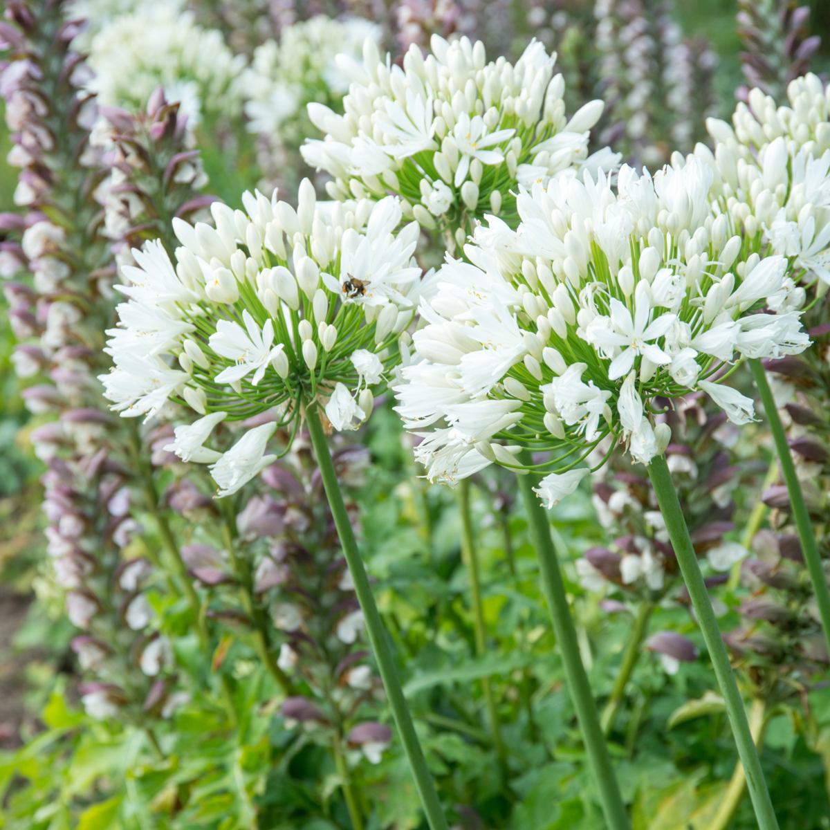 Other Types Of Flower Bulbs Afrikansk Lilja - Set Om 6 - Agapanthus 'Africanus', 'Orientalis' - Rhizomer