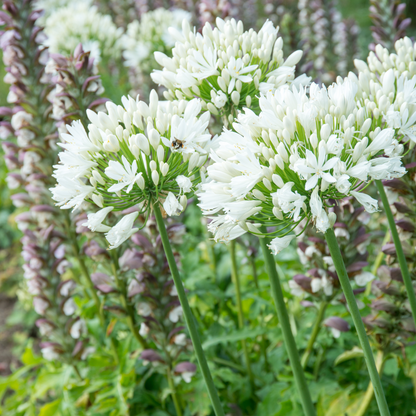 Other Types Of Flower Bulbs Afrikansk Lilja - Set Om 6 - Agapanthus 'Africanus', 'Orientalis' - Rhizomer