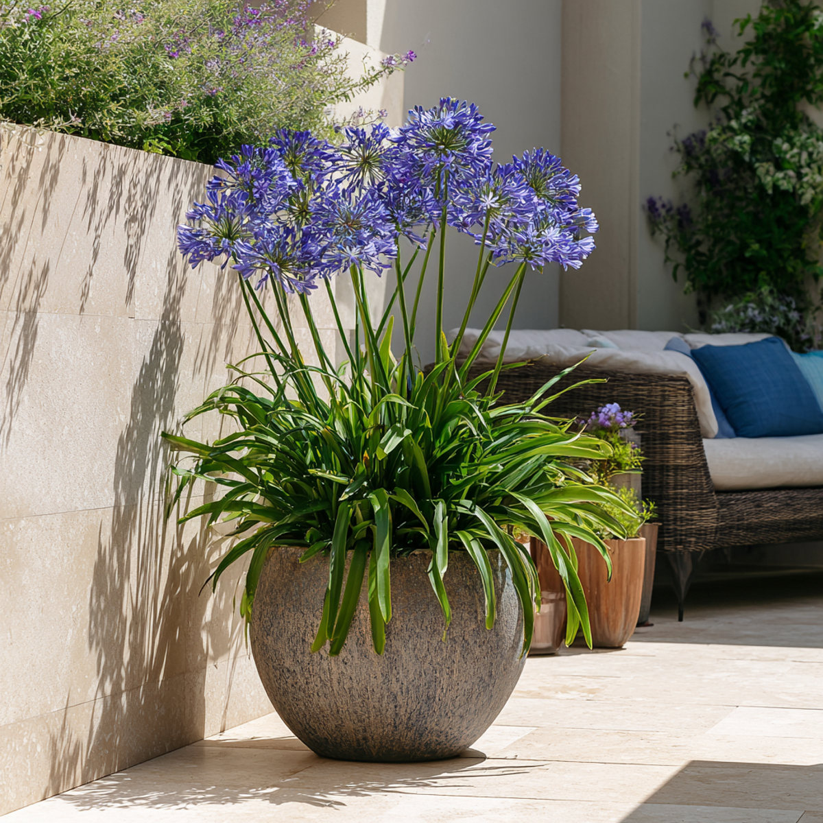 Other Types Of Flower Bulbs Afrikansk Lilja - Set Om 6 - Agapanthus 'Africanus', 'Orientalis' - Rhizomer