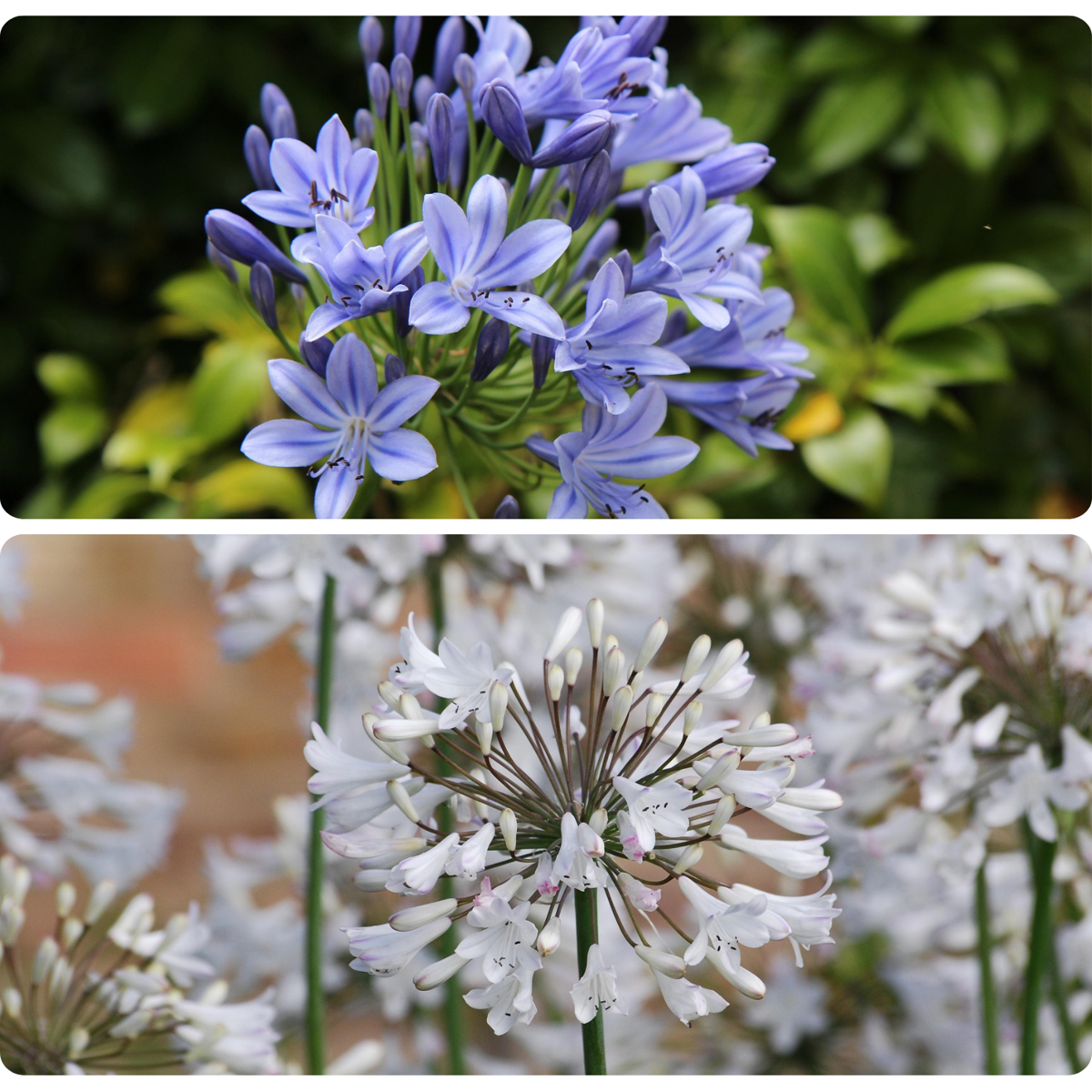 Other Types Of Flower Bulbs Afrikansk Lilja - Set Om 6 - Agapanthus 'Africanus', 'Orientalis' - Rhizomer
