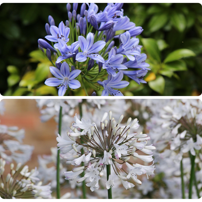 Other Types Of Flower Bulbs Afrikansk Lilja - Set Om 6 - Agapanthus 'Africanus', 'Orientalis' - Rhizomer