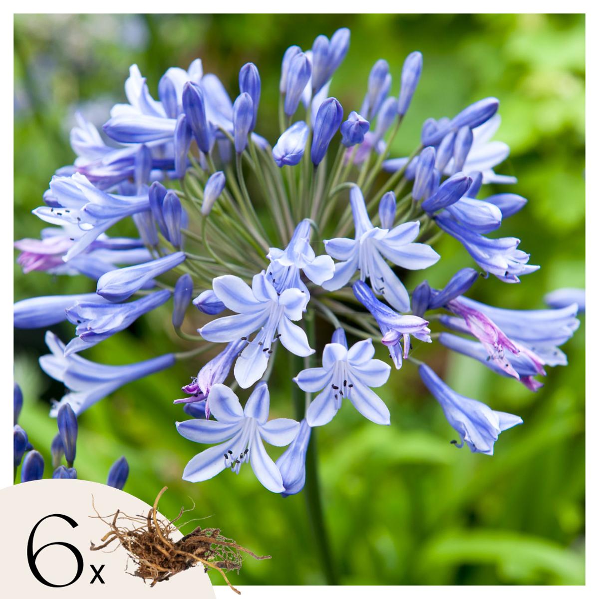 Florastore Afrikansk Lilja - Set Om 6 - Agapanthus Africanus - Rhizomer - Blå