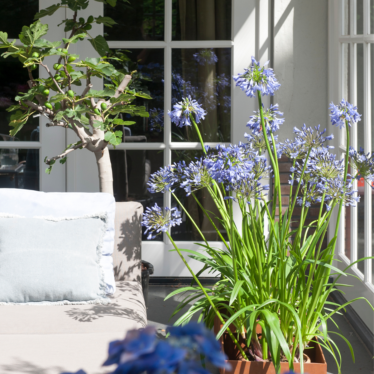 Other Types Of Flower Bulbs Afrikansk Lilja - Set Om 6 - Agapanthus Africanus - Rhizomer - Blå