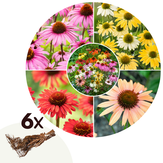 Florastore Solhatt - Set Om 6 - Echinacea Mix - Rhizomer - Flerfärgad