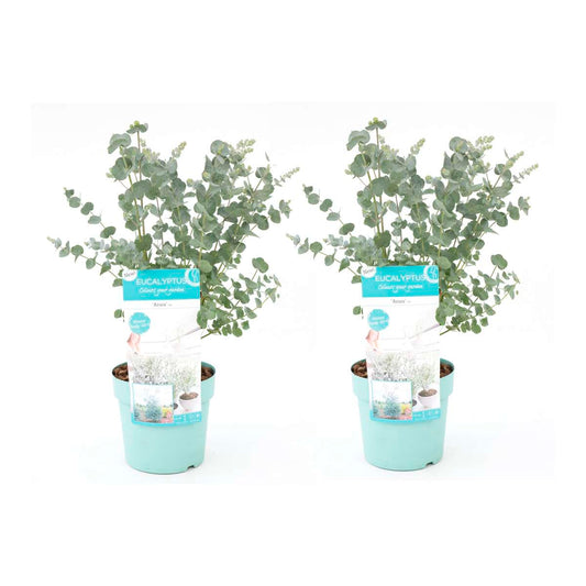 Florastore Eukalyptus - Set Om 2 - Eucalyptus 'Pulverulenta' - Höjd 40-50Cm - ⌀17Cm