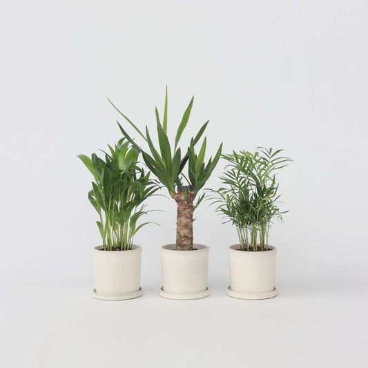 Florastore Mini Inomhus Palmen - Set Om 3 - Mini Indoor Palm Mix - Höjd 25-40Cm - ⌀12Cm