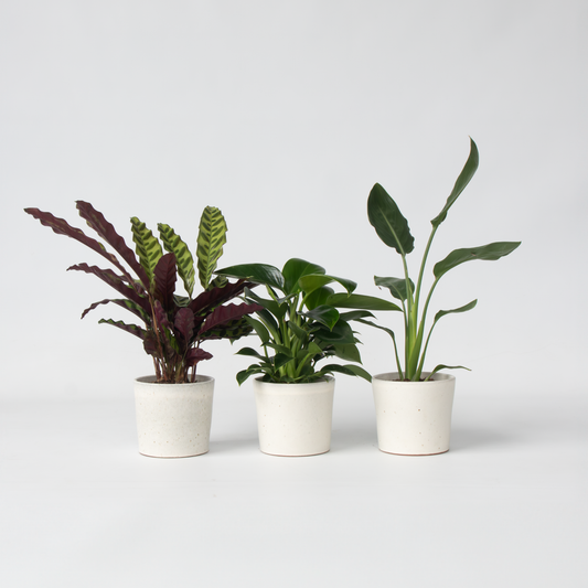 Florastore Grön Inomhusblandning - Set Om 3 - Höjd 25-40Cm - ⌀12Cm