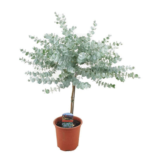 Florastore Eukalyptus - Eucalyptus 'Gunnii' - Höjd 55-65Cm - ⌀17Cm