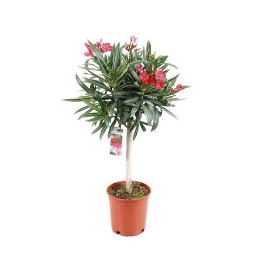 Florastore Rosenträd - Nerium Oleander - Höjd 80-90Cm - ⌀21Cm