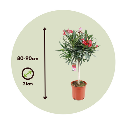 Other Garden Plants Rosenträd - Nerium Oleander - Höjd 80-90Cm - ⌀21Cm