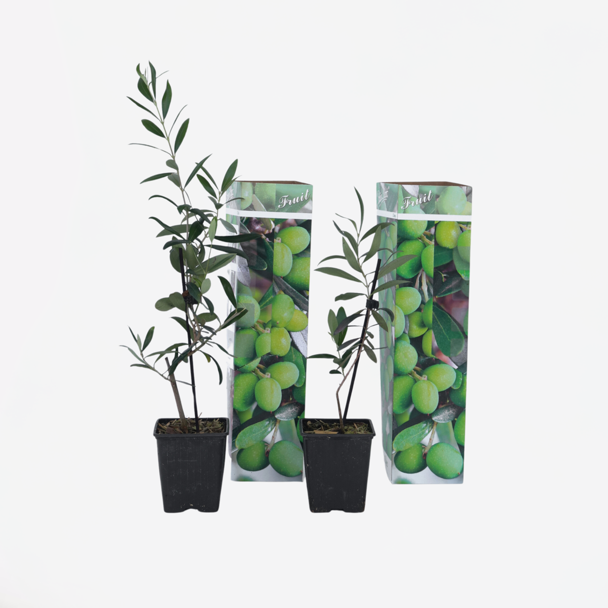 Olive Trees Olivbuske - Set Om 2 - Olea Europaea - Höjd 25-40Cm - ⌀9Cm