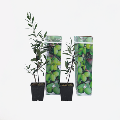 Olive Trees Olivbuske - Set Om 2 - Olea Europaea - Höjd 25-40Cm - ⌀9Cm