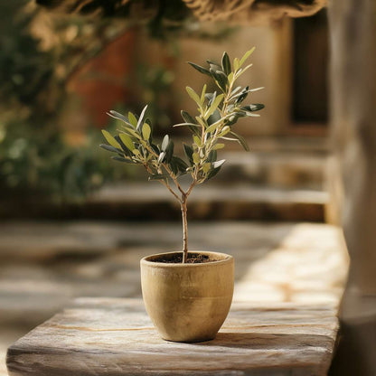 Olive Trees Olivbuske - Set Om 2 - Olea Europaea - Höjd 25-40Cm - ⌀9Cm