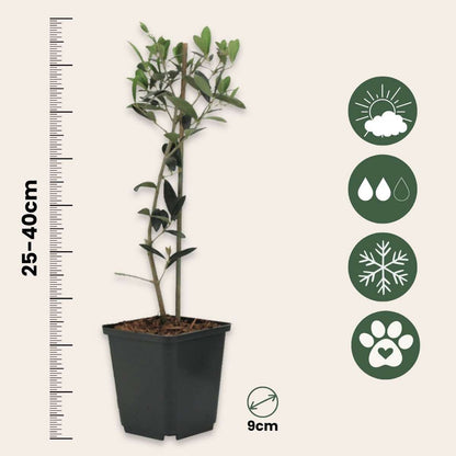 Olive Trees Olivbuske - Set Om 2 - Olea Europaea - Höjd 25-40Cm - ⌀9Cm
