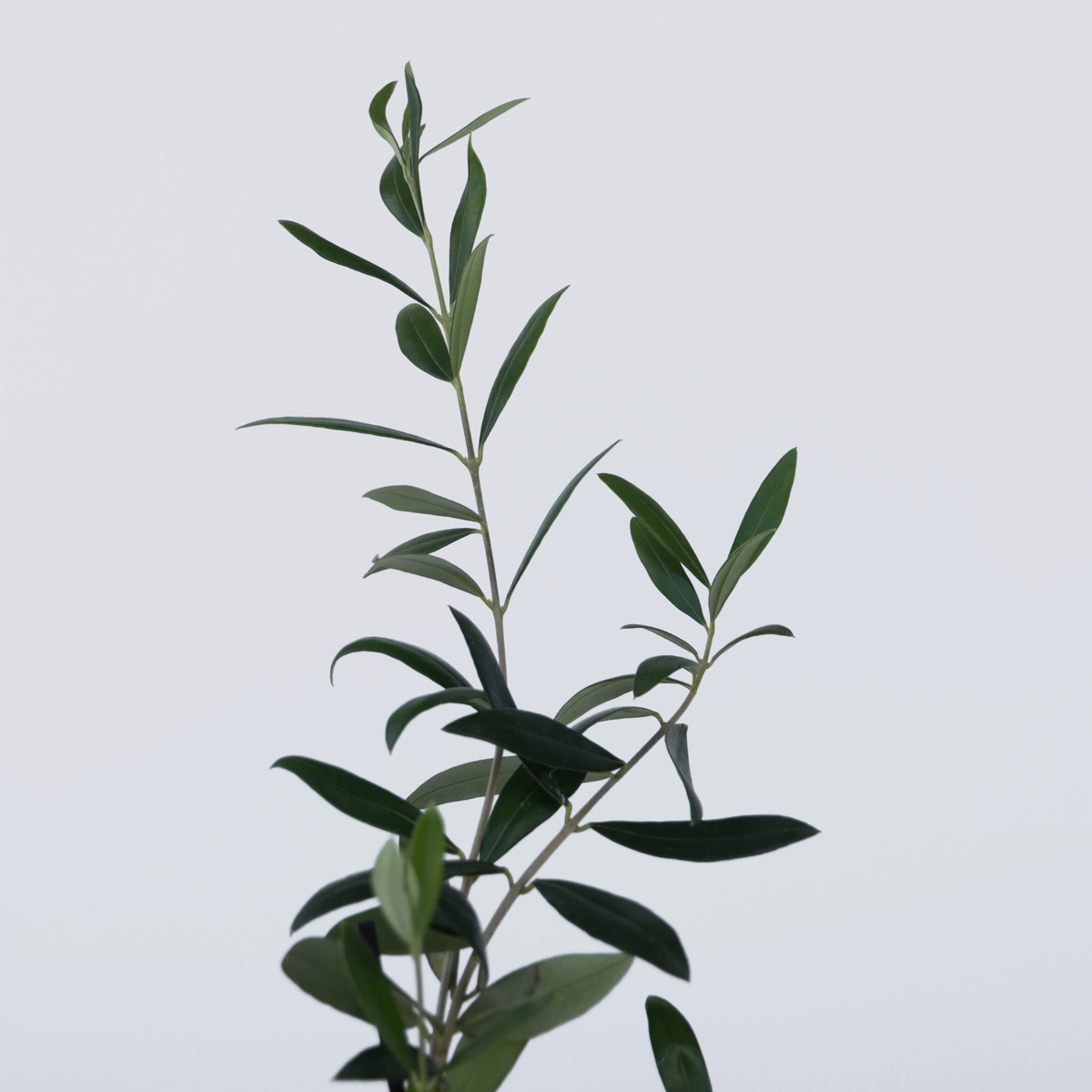 Olive Trees Olivbuske - Set Om 2 - Olea Europaea - Höjd 25-40Cm - ⌀9Cm