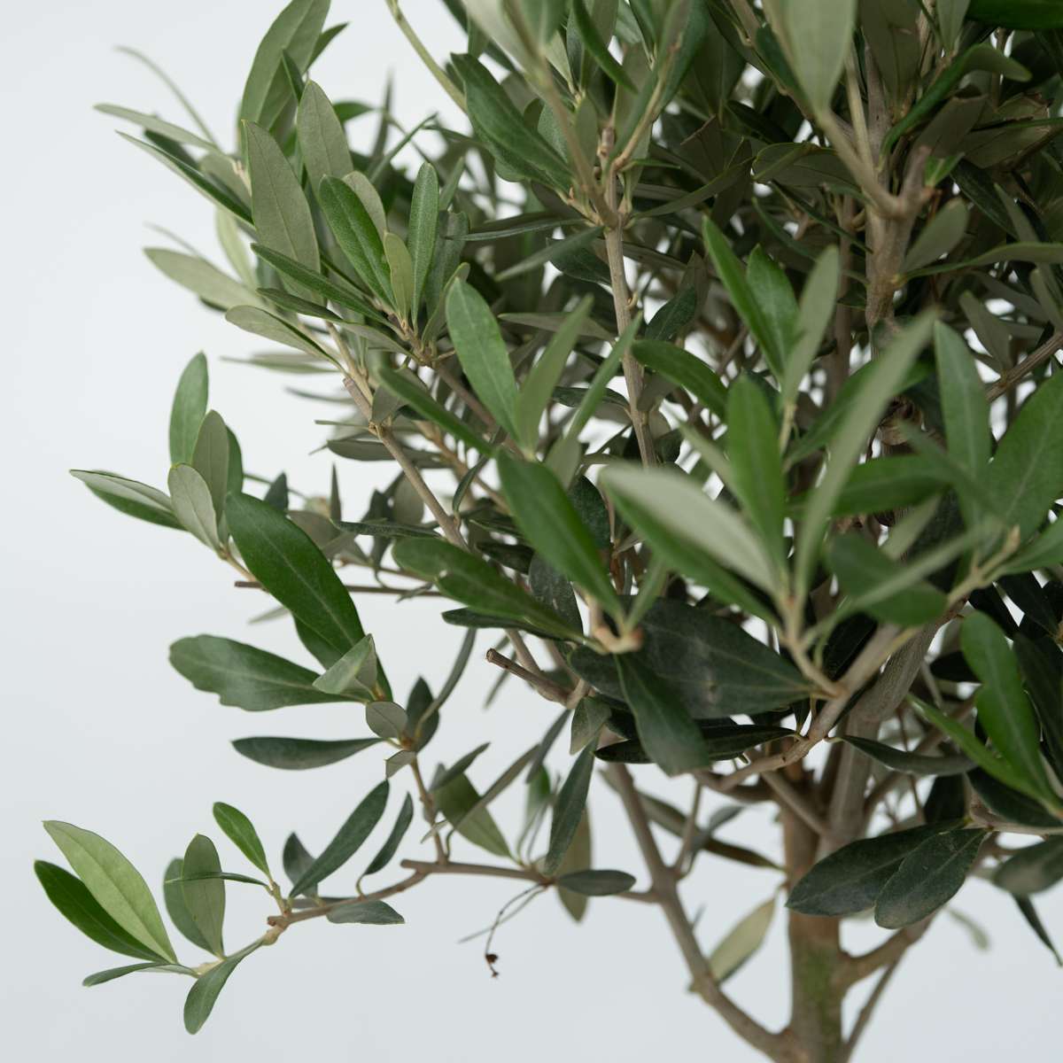 Olive Trees Olivbuske - Set Om 2 - Olea Europaea - Höjd 25-40Cm - ⌀9Cm