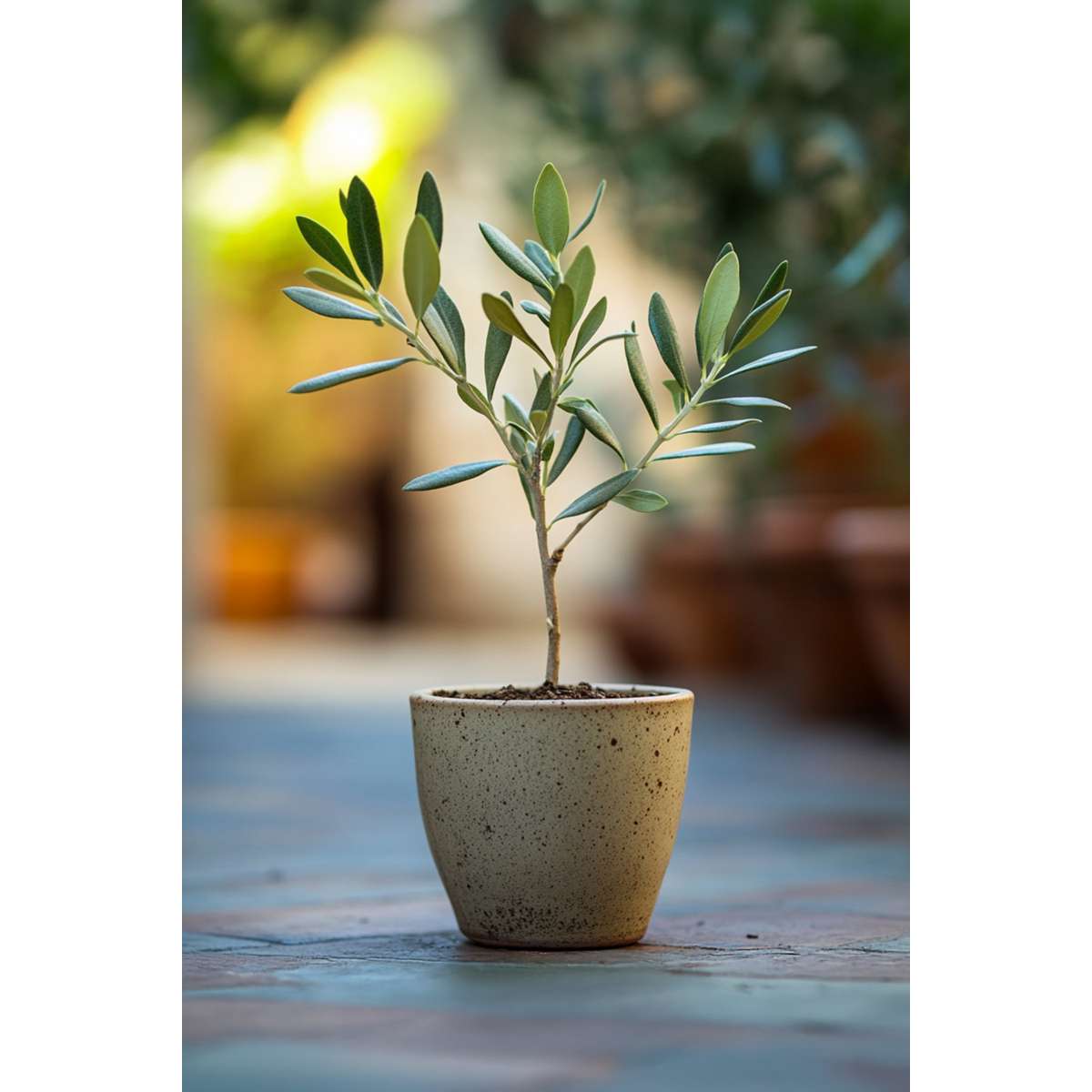 Olive Trees Olivbuske - Set Om 2 - Olea Europaea - Höjd 25-40Cm - ⌀9Cm