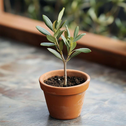 Olive Trees Olivbuske - Set Om 2 - Olea Europaea - Höjd 25-40Cm - ⌀9Cm