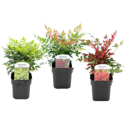 Florastore Nandina Bambu - Set Om 3 - Nandina Domestica - Höjd 25-40Cm - ⌀17Cm