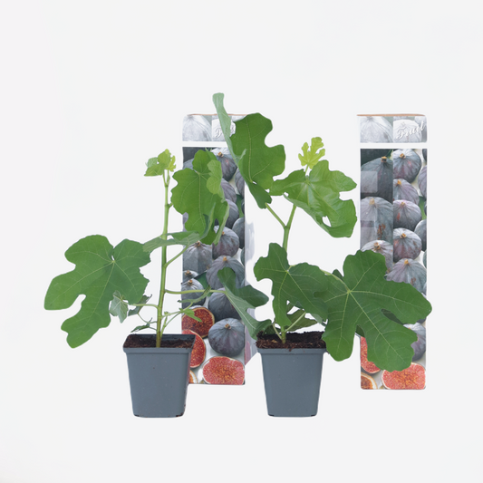 Florastore Fikon - Set Om 2 - Ficus Carica 'Brown Turkey' - Höjd 25-40Cm - ⌀9Cm