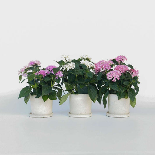 Florastore Starcluster Mix - Set Om 3 - Pentas Lanceolata - Höjd 25-45Cm - ⌀13Cm