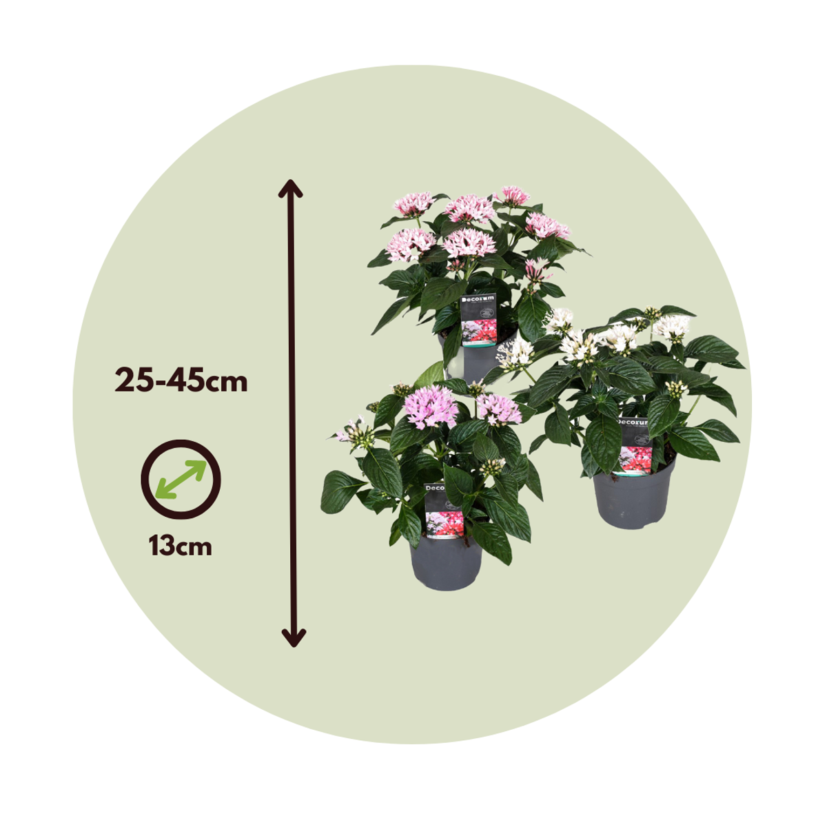Blooming Houseplants Starcluster Mix - Set Om 3 - Pentas Lanceolata - Höjd 25-45Cm - ⌀13Cm