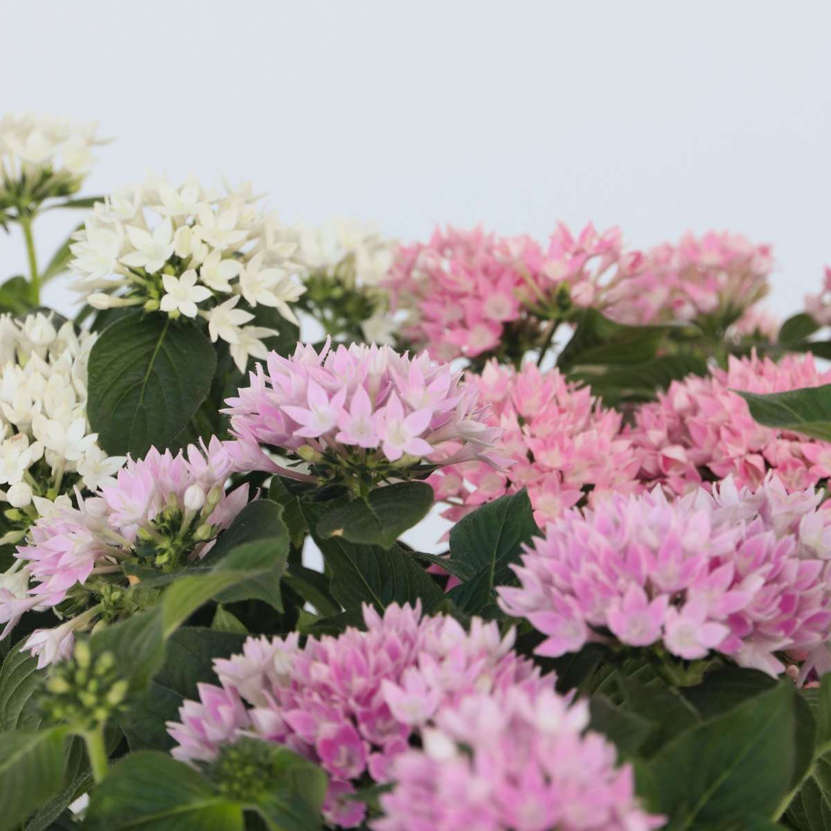 Blooming Houseplants Starcluster Mix - Set Om 3 - Pentas Lanceolata - Höjd 25-45Cm - ⌀13Cm