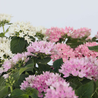 Blooming Houseplants Starcluster Mix - Set Om 3 - Pentas Lanceolata - Höjd 25-45Cm - ⌀13Cm